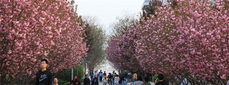 西北农林科技大学校景